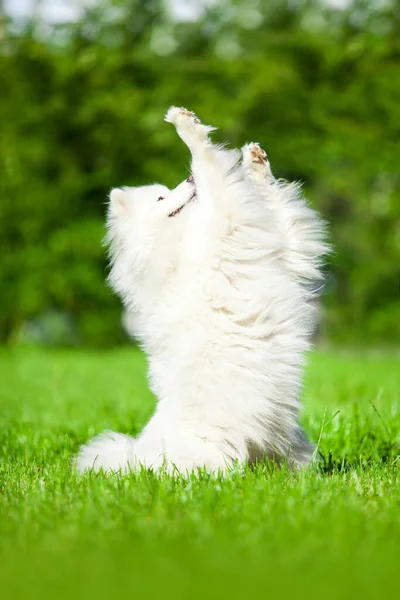 Adorable Samoed Dog Outdoors — Stock Photo, Image