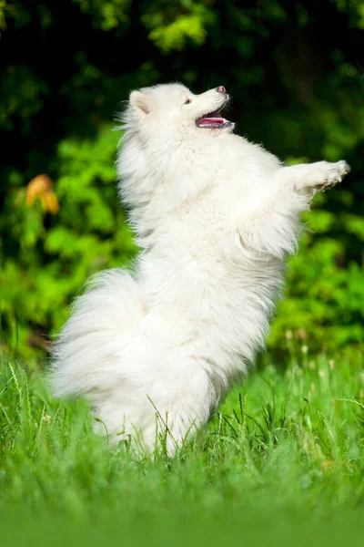 愛らしいサモド犬屋外 — ストック写真