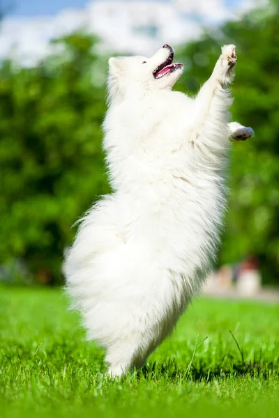 Adorable Samoed Dog Outdoors — Stock Photo, Image