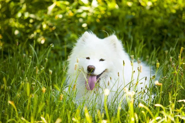 Adorável Samoed Cão Livre — Fotografia de Stock