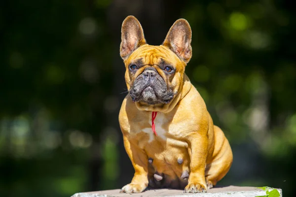 Mignon Français Bulldog Chiot Plein Air — Photo