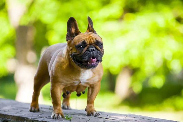 Tatlı Fransız Bulldog Köpek Yavrusu — Stok fotoğraf