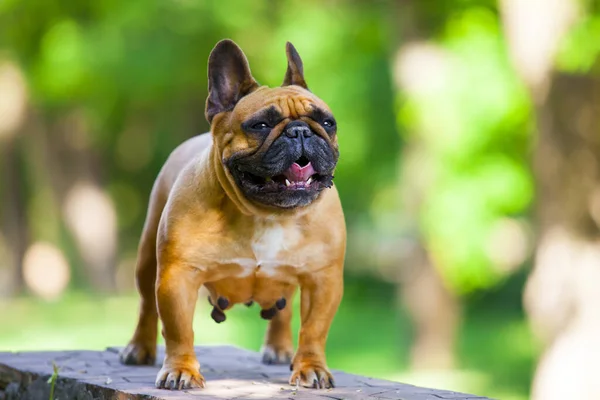 Cute French Bulldog Puppy Outdoor — Stock Photo, Image