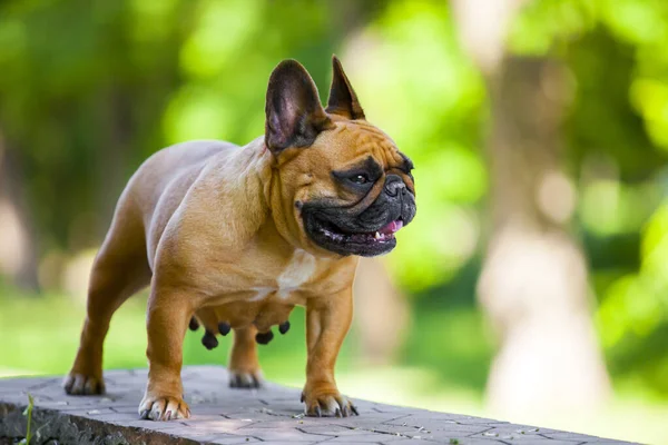 Lindo Francés Bulldog Cachorro Aire Libre — Foto de Stock