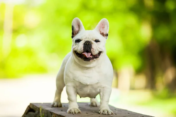 Tatlı Fransız Bulldog köpek yavrusu.