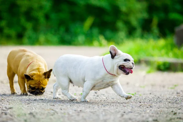 Anjing Bulldog Perancis Yang Lucu — Stok Foto