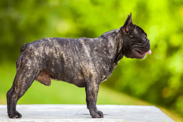 Lindo Francés Bulldog Cachorro Aire Libre —  Fotos de Stock