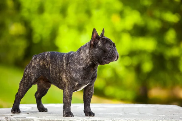 可爱的法国斗牛犬小狗户外 — 图库照片