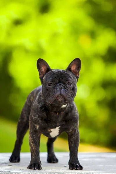 Aranyos Francia Bulldog Kiskutya Szabadban — Stock Fotó