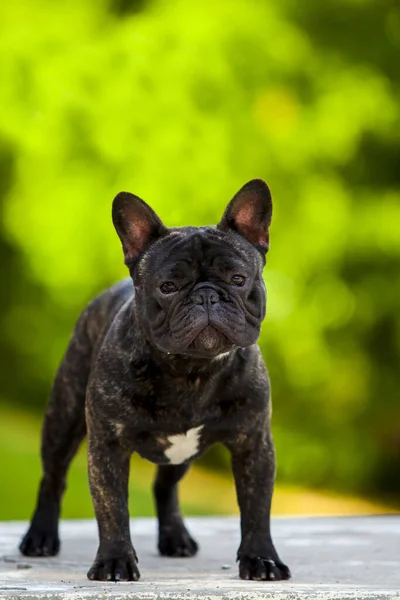 Leuke Franse Bulldog Puppy Buiten — Stockfoto