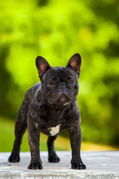 Bonito Cachorro Bulldog Francês Livre — Fotografia de Stock