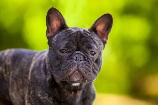 Cute Francuski Bulldog Szczeniak Odkryty — Zdjęcie stockowe