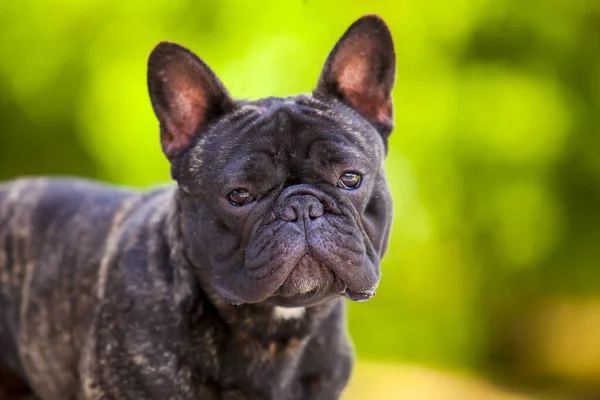 Cute French Bulldog Puppy Outdoor — Stock Photo, Image