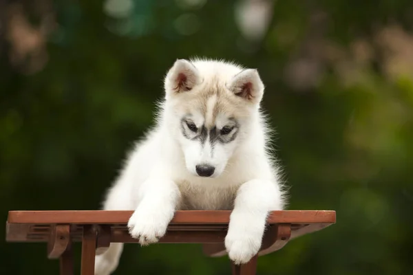 シベリアハスキー子犬屋外 — ストック写真