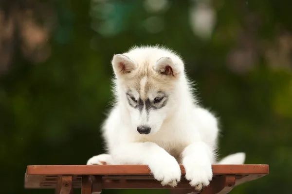 시베리아 허스키 강아지 야외에서 — 스톡 사진