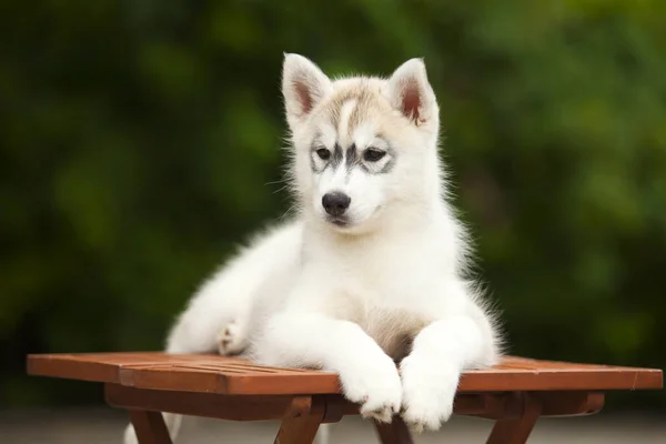 Cachorrinho Husky Siberiano Livre — Fotografia de Stock