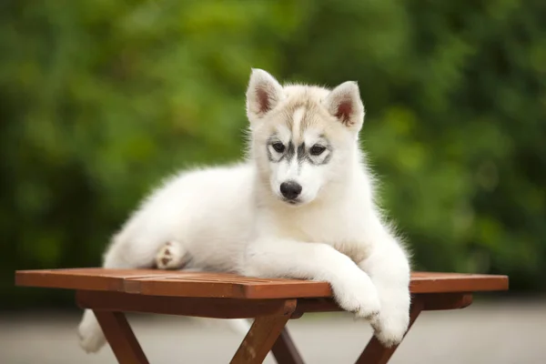 Sibiřský Husky Štěně Venku — Stock fotografie