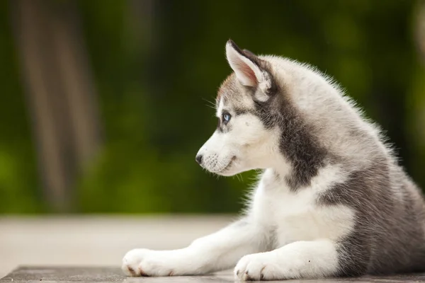 シベリアハスキー子犬屋外 — ストック写真