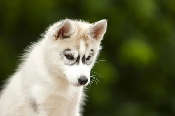 Siberian Husky Welpen Freien — Stockfoto