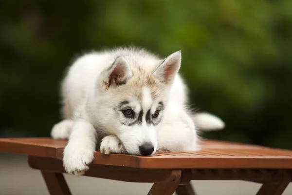 シベリアハスキー子犬屋外 — ストック写真