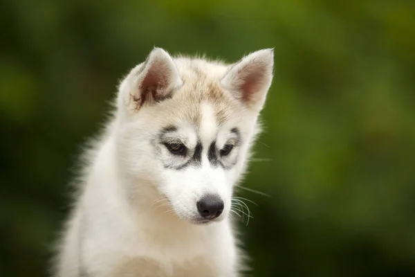 シベリアハスキー子犬屋外 — ストック写真