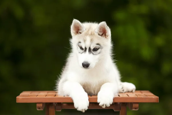 Siperian Husky Pentu Ulkona — kuvapankkivalokuva