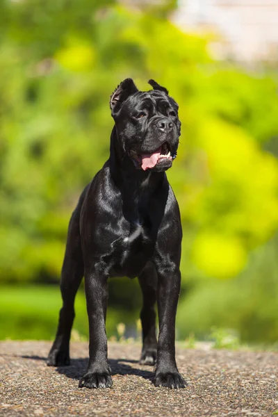 Canne Italienne Corso Chien Plein Air — Photo