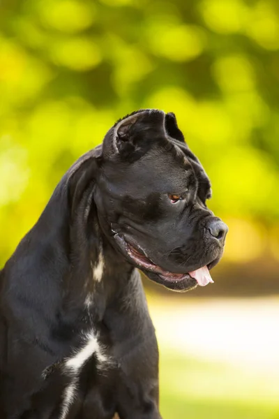 Cane Italiano Cane Corso Outdoor — Foto Stock