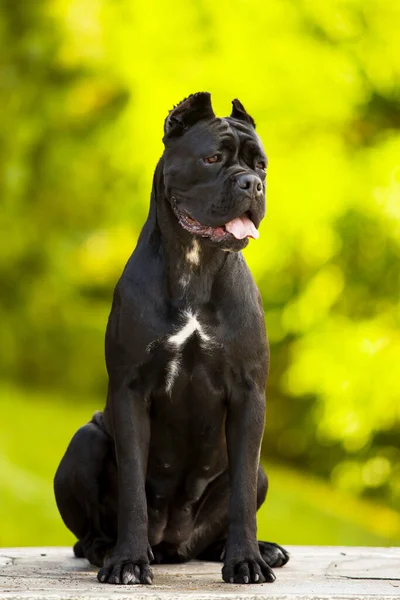 Włoski Pies Cane Corso Plenerze — Zdjęcie stockowe