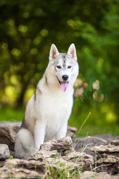 Adorable Siberian Husky Dog Outdoors — Stock Photo, Image