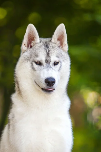 Adorable Perro Husky Siberiano Aire Libre —  Fotos de Stock