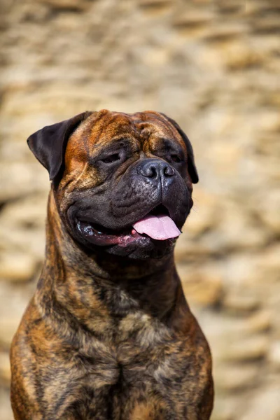 Итальянская Собака Cane Corso Открытом Воздухе — стоковое фото