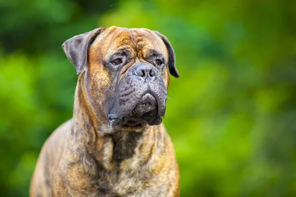 Italian Cane Corso Dog Outdoor — Stock Photo, Image