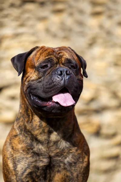 Włoski Pies Cane Corso Plenerze — Zdjęcie stockowe