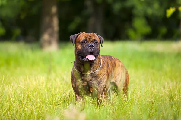 Olasz Cane Corso Kutya Szabadban — Stock Fotó