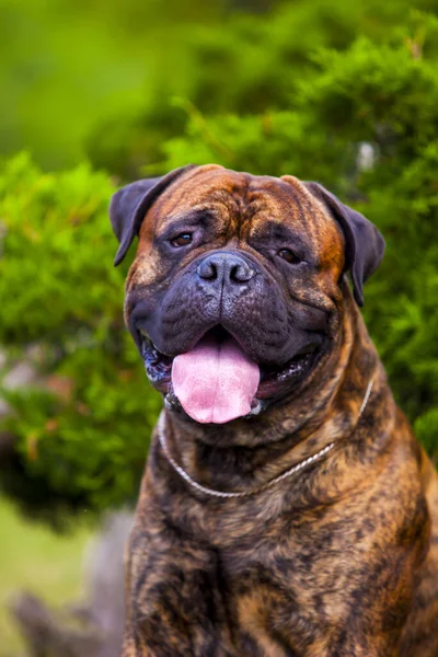 Włoski Pies Cane Corso Plenerze — Zdjęcie stockowe