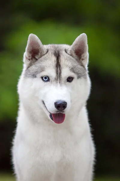 Bedårande Sibirisk Husky Hund Utomhus — Stockfoto