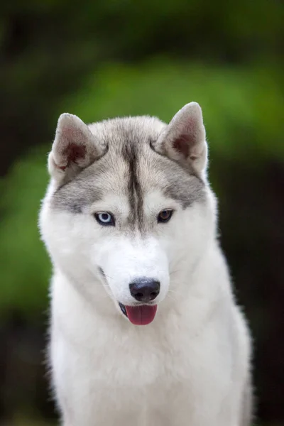 Imádnivaló Szibériai Husky Kutya Szabadban — Stock Fotó