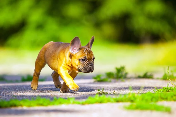 Cute Francuski Bulldog Szczeniak Odkryty — Zdjęcie stockowe