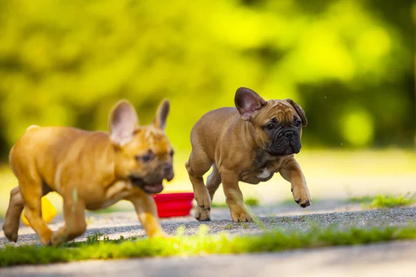Bonito Francês Bulldog Cachorros Livre — Fotografia de Stock