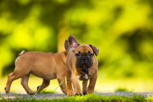 Anjing Bulldog Perancis Yang Lucu Luar — Stok Foto