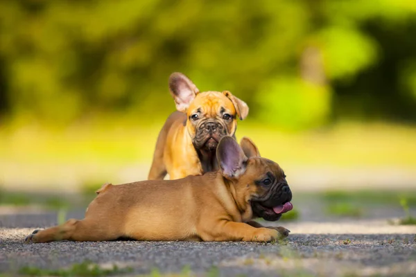 Bonito Francês Bulldog Cachorros Livre — Fotografia de Stock