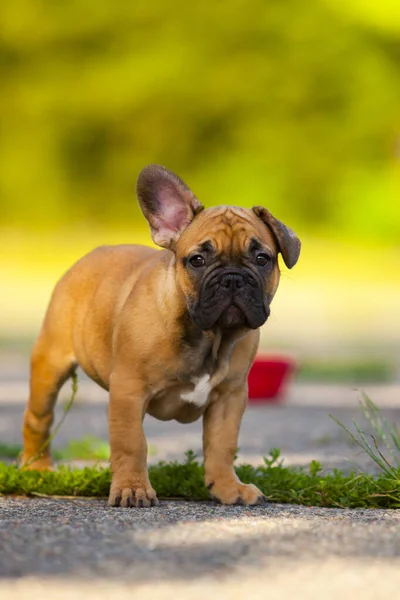 Mignon Français Bulldog Chiot Plein Air — Photo