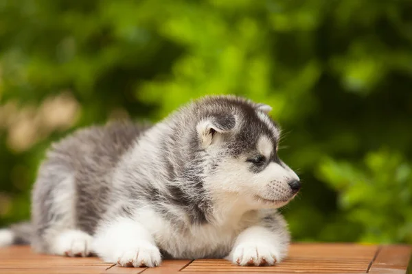 Siberiano Husky Cachorro Aire Libre —  Fotos de Stock