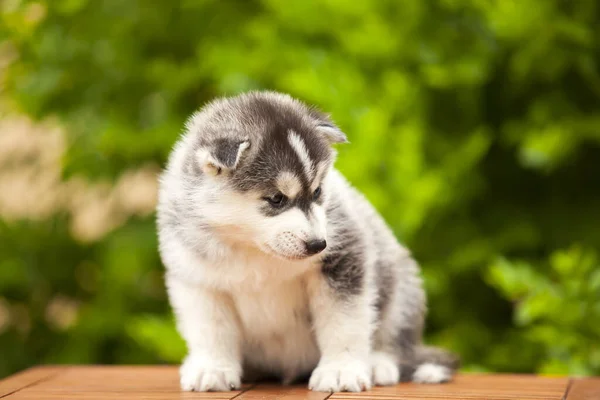 Siberische Husky Puppy Buiten — Stockfoto