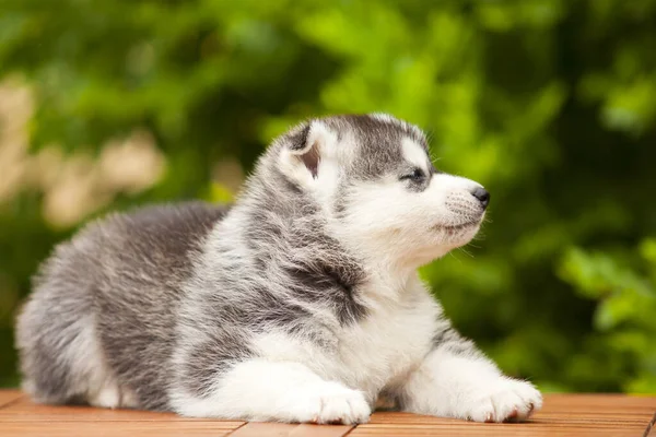 Szibériai Husky Kiskutya Szabadban — Stock Fotó