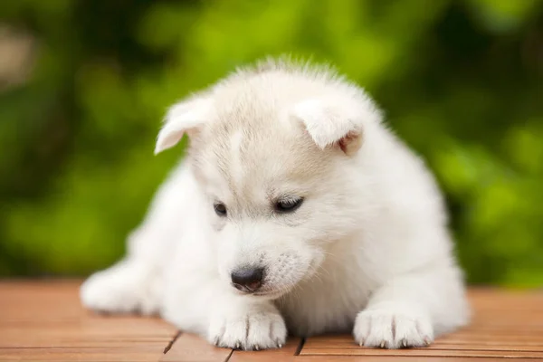 Chiot Husky Sibérie Extérieur — Photo