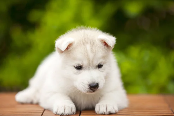 Siberian Husky Puppy Outdoors — Stock Photo, Image