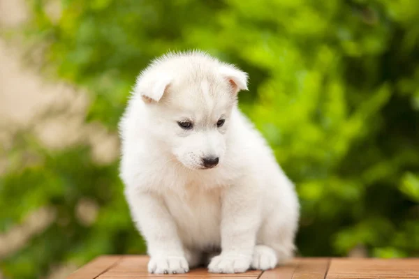 Cachorrinho Husky Siberiano Livre — Fotografia de Stock