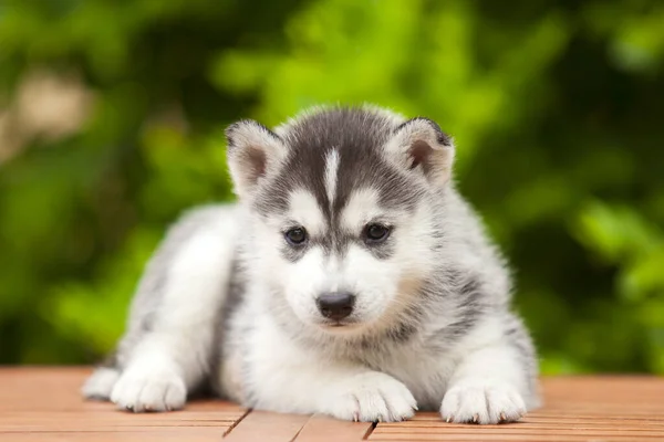 Cachorrinho Husky Siberiano Livre — Fotografia de Stock